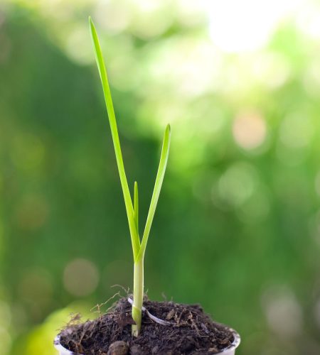 Home plant growth promoters1